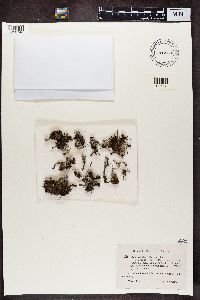 Cladonia pleurota image