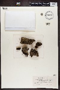 Cladonia incrassata image