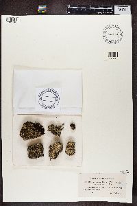 Cladonia incrassata image