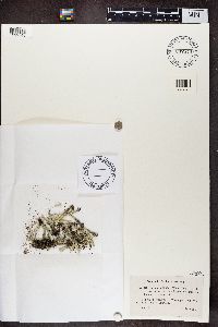 Cladonia deformis image