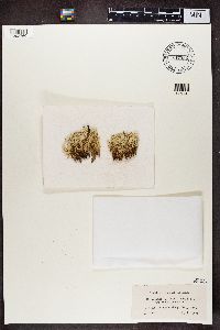 Cladonia uncialis image