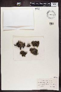 Cladonia uncialis image