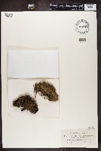 Cladonia uncialis image