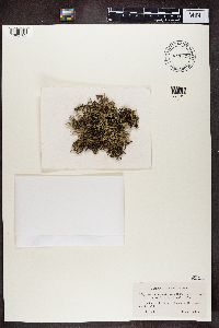 Cladonia uncialis image