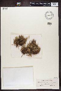 Cladonia uncialis image