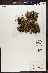 Cladonia uncialis image