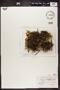 Cladonia uncialis image