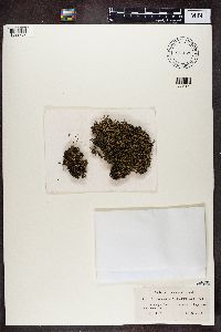 Cladonia uncialis image