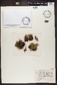 Cladonia uncialis image