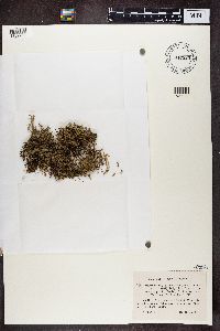 Cladonia uncialis image