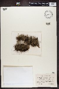 Cladonia furcata image