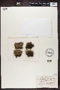 Cladonia furcata image