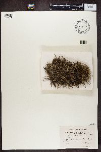 Cladonia furcata image