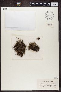 Cladonia furcata image