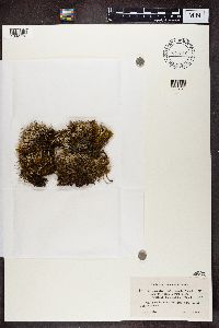 Cladonia furcata image