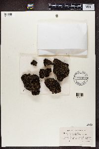Cladonia crispata var. crispata image