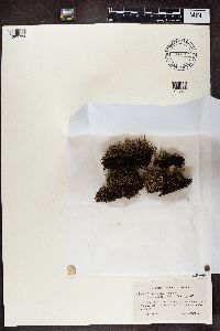 Cladonia crispata var. crispata image