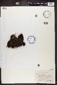 Cladonia crispata var. crispata image