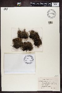 Cladonia crispata var. crispata image