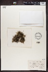 Cladonia crispata var. crispata image