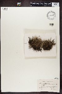 Cladonia crispata var. crispata image