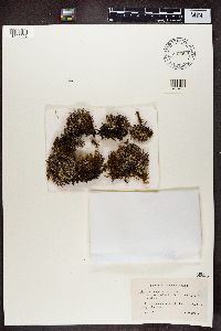 Cladonia crispata var. crispata image