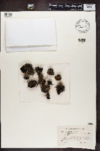 Cladonia crispata var. crispata image