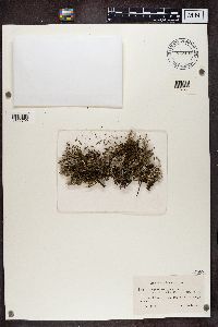 Cladonia squamosa image