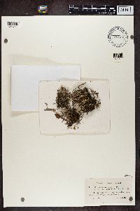 Cladonia squamosa image