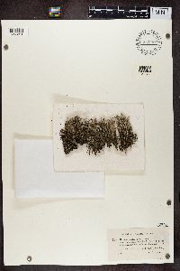 Cladonia squamosa image