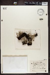 Cladonia squamosa image