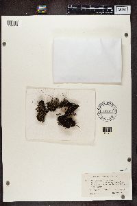 Cladonia squamosa image