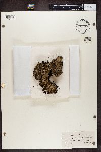 Cladonia caespiticia image