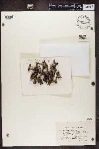 thumbnail image of current specimen