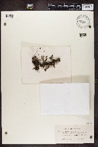 Cladonia cariosa image