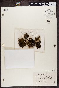 Cladonia gracilis image