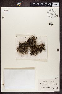 Cladonia gracilis image