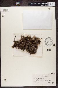 Cladonia gracilis image