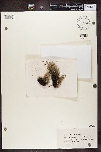 Cladonia cornuta image