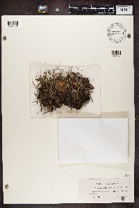 Cladonia cornuta image