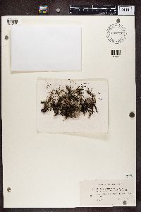 Cladonia phyllophora image