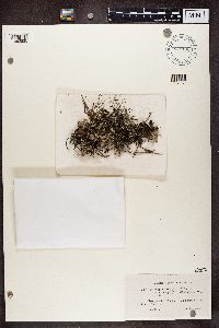 Cladonia phyllophora image