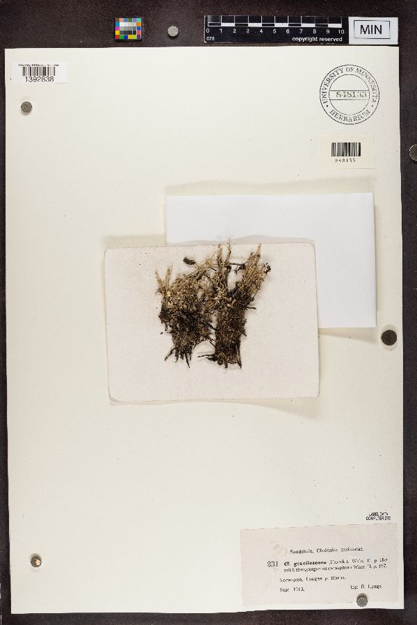Cladonia gracilescens image