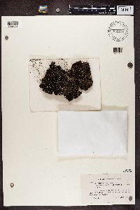 Cladonia verticillata image