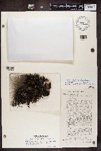 Cladonia verticillata image