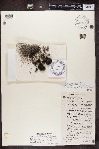 Cladonia brevis image