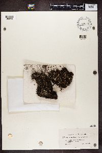 Cladonia chlorophaea image