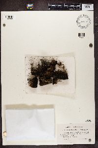 Cladonia chlorophaea image