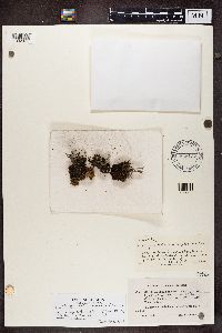 Cladonia chlorophaea image