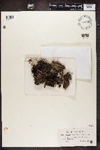 Cladonia chlorophaea image